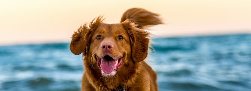 Amici fedeli, smettiamola di trattare i cani da cani