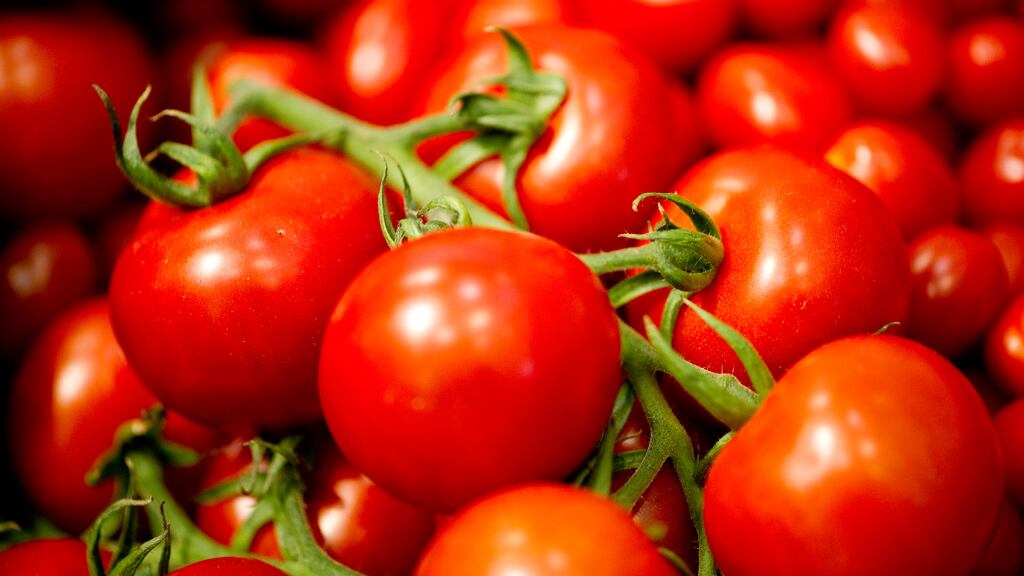 Così la siccità può mettere in ginocchio il settore del pomodoro