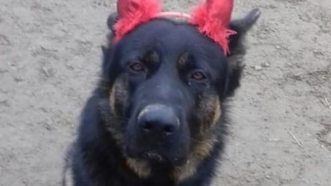 Brescia, ucciso a bastonate il cane-mascotte dei bimbi