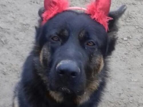 Brescia, ucciso a bastonate il cane-mascotte dei bimbi