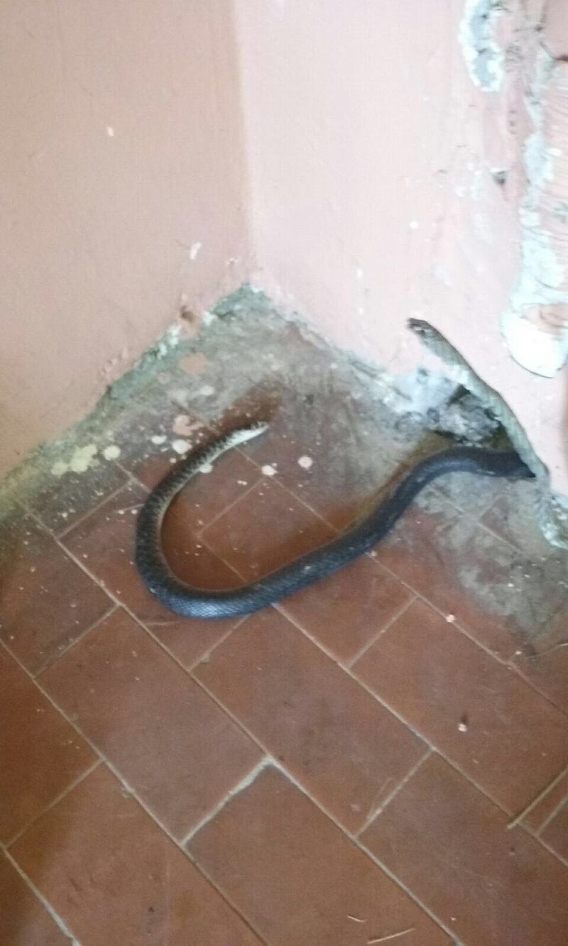 Nelle tende sporcizia e serpenti 6