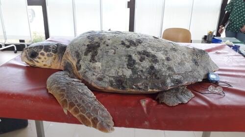 Barletta, il recupero della caretta caretta trovata in campagna 2