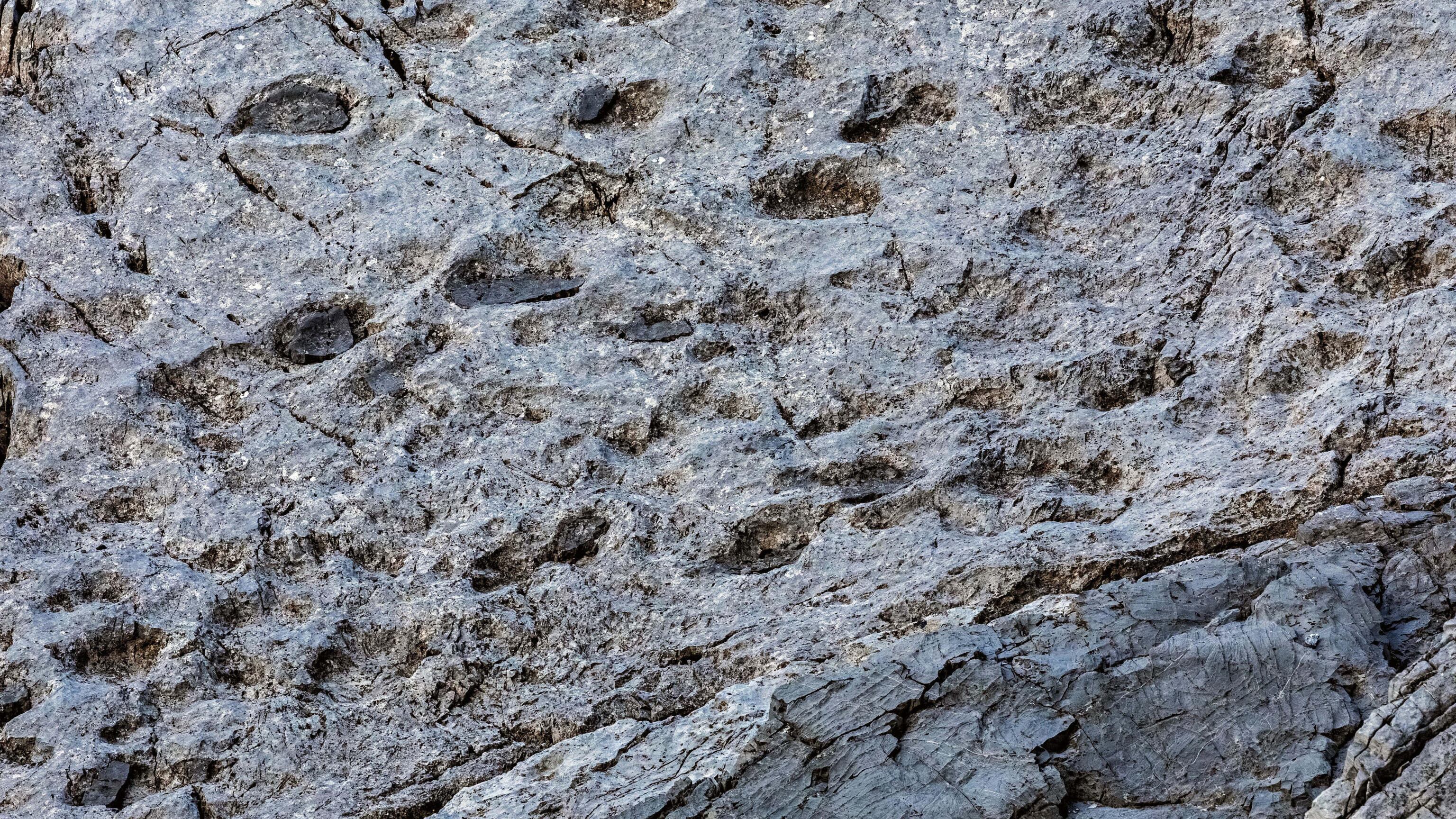 Orme di Plateosaurus scoperte nel Parco dello Stelvio: che tipo di Dinosauro era