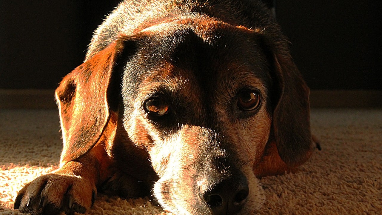 Alabama Rot, la "malattia carnivora" che uccide i cani: quali sono i sintomi e come proteggere i nostri amici a quattro zampe