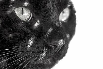 Gatto nero, foto 4