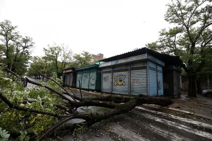 Maltempo a Roma, alberi caduti in tutta la città 3