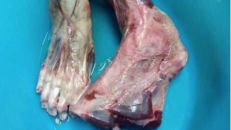 Padova, risolto il mistero del piatto cinese. "Quelle sono zampe di un orso"