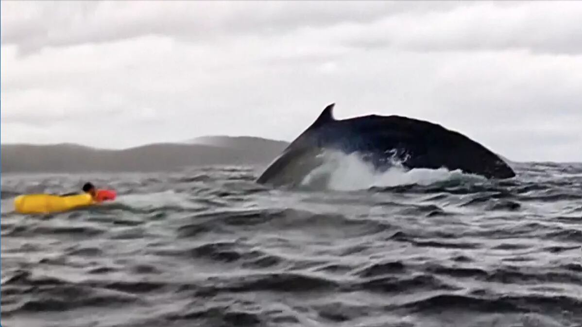 Lo inghiotte una balena, ne esce vivo con il kayak