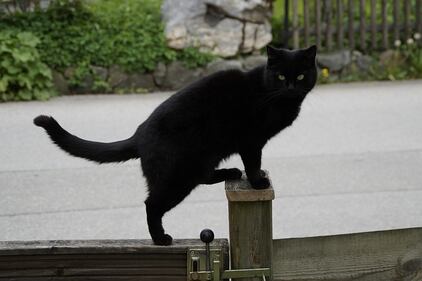 Gatto nero, foto 24