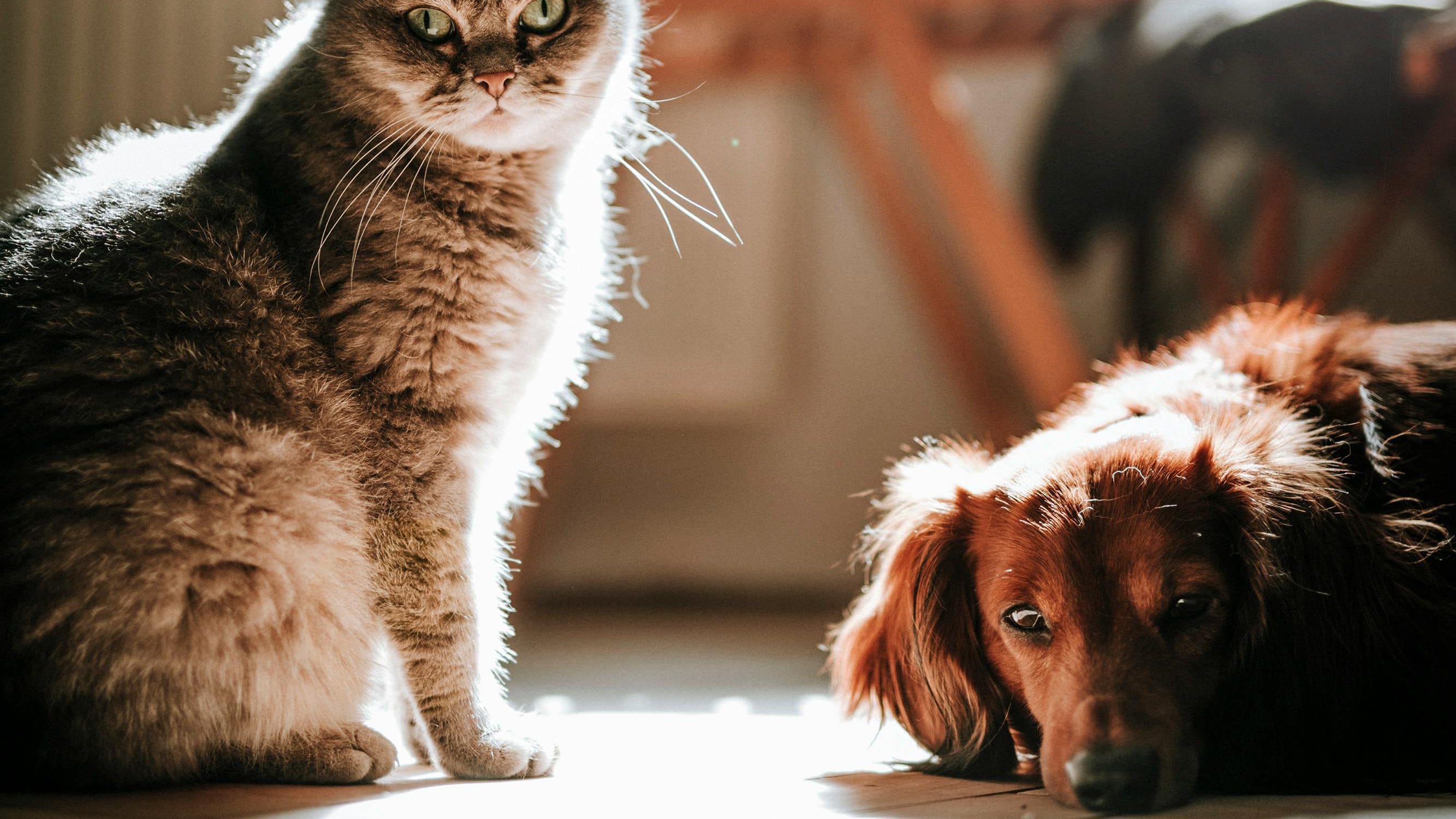 Scattano nuovi obblighi per chi ha un cane o un gatto: tutto quello da sapere