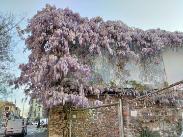 Appello al Comune per salvare gli alberi del giardino Lea Garofalo  10