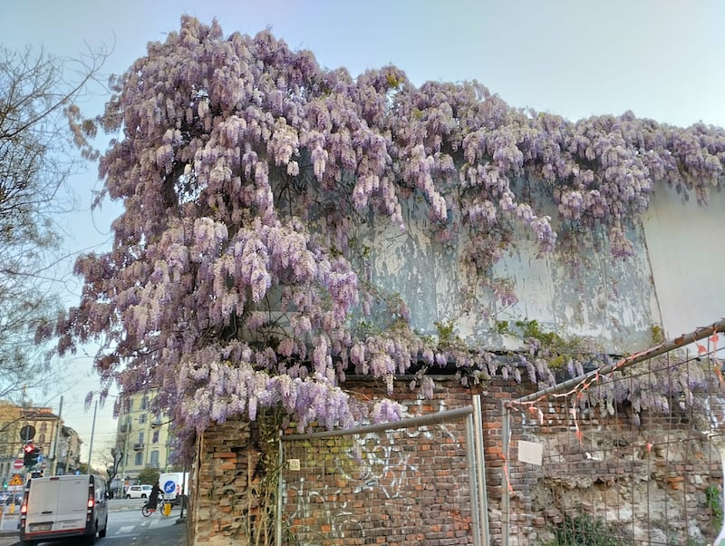 Appello al Comune per salvare gli alberi del giardino Lea Garofalo 10