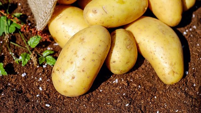 Dieta della patata, come perdere cinque chili in tre giorni
