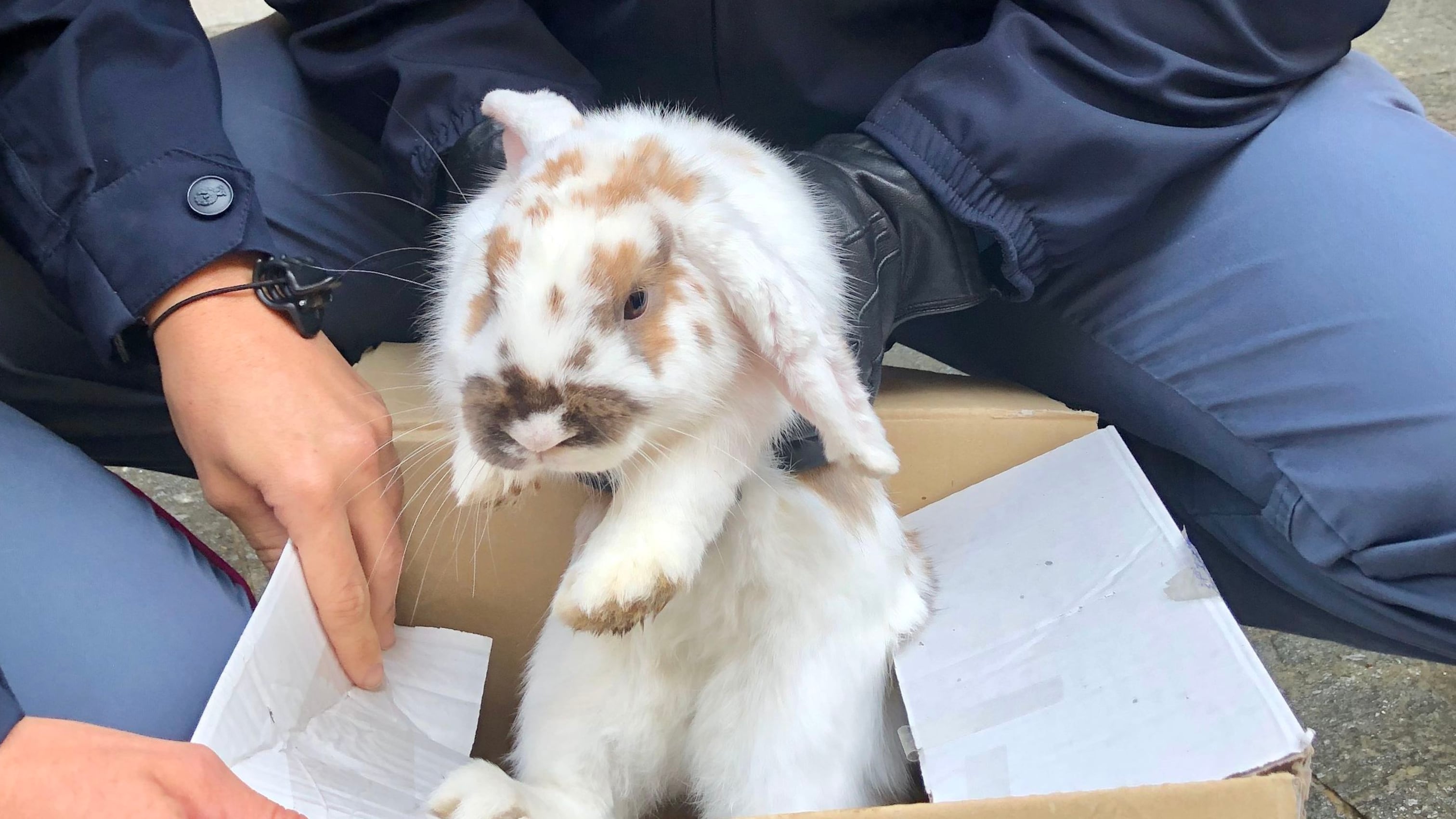 Polizia salva coniglio e diventa mascotte della questura