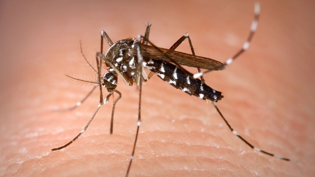 Ardea, allarme Chikungunya: il sindaco emana un'ordinanza urgente