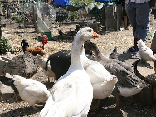 Cinesi macellano animali per strada: l'ira dei residenti del Vasto