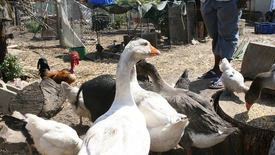 Cinesi macellano animali per strada: l'ira dei residenti del Vasto
