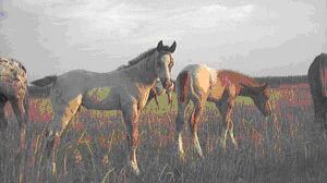 PSICOLOGIA DEL CAVALLO