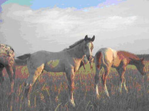 PSICOLOGIA DEL CAVALLO