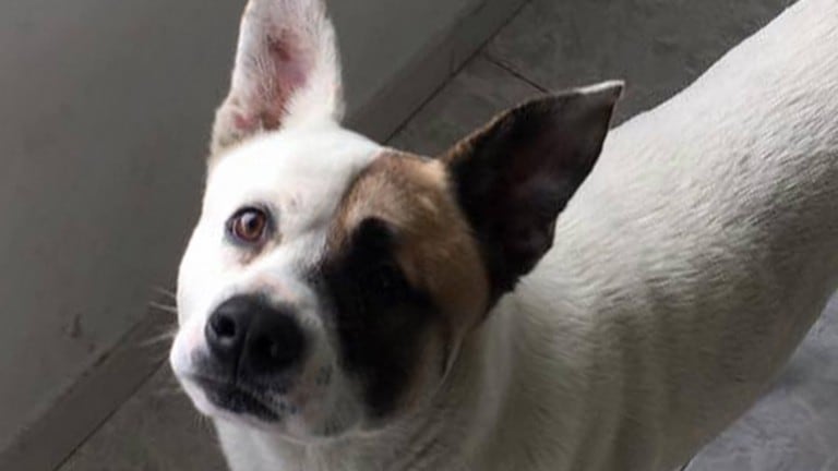 Adottato da un'intera città, poi investito. La favola di Ringo: il cane senza padroni