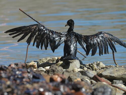 Petrolio nel torrente Polcevera di Genova