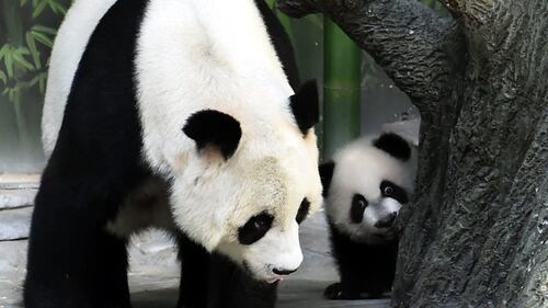 Tre piccoli panda dello Zoo di Guangzhou 5