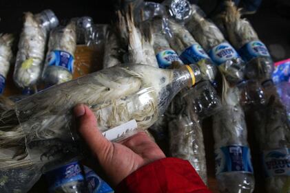 Così esportano i pappagalli dall'Indonesia 4