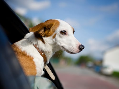 Animali in vacanza: ecco come viaggiare con gli amici a quattro zampe