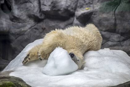 Orso polare in Brasile 6