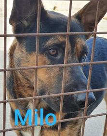 Vieste, i cani del canile dati in adozione davanti alle chiese 1