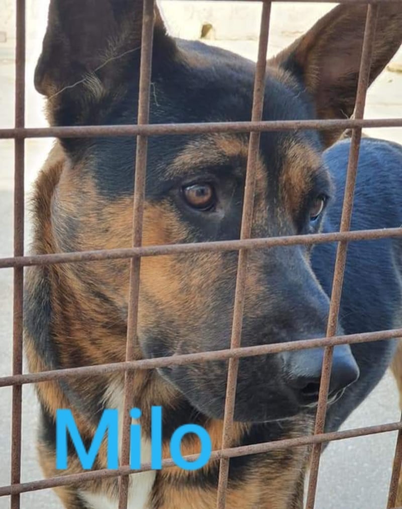 Vieste, i cani del canile dati in adozione davanti alle chiese 1
