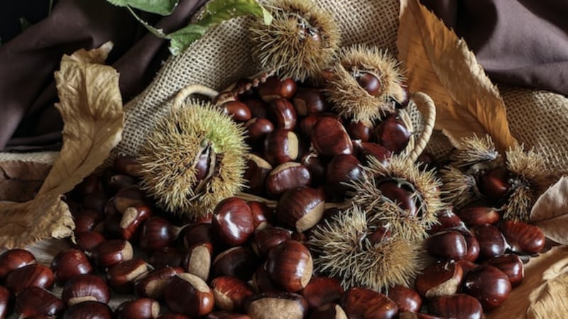 Castagne