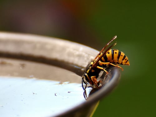 Vaccino contro le vespe: come funziona e cosa fare