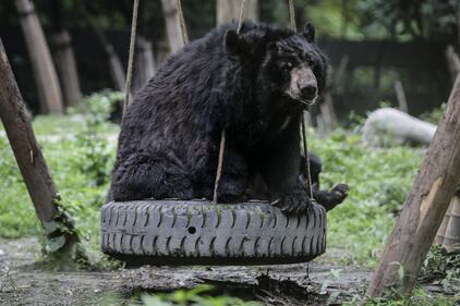 Gli orsi della Luna, salvati dall'Animal Asia Foundation 8