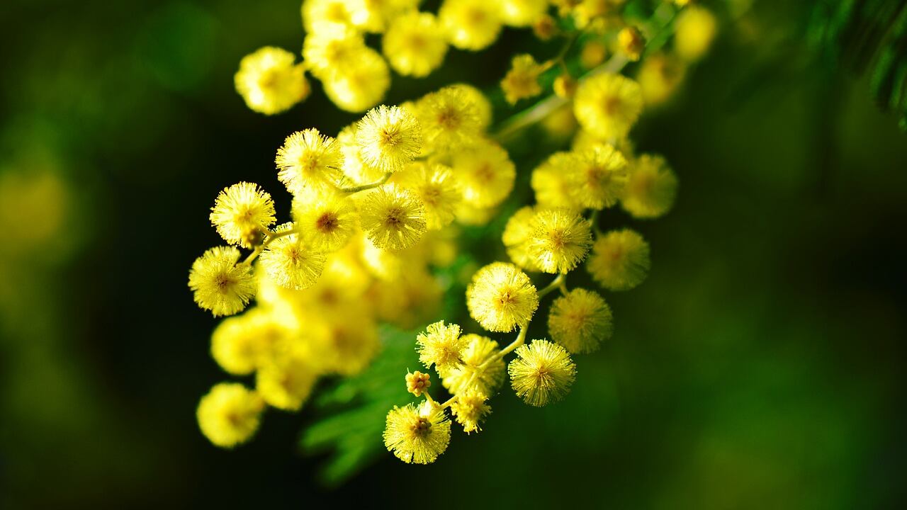 Mimosa: benefici, proprietà e curiosità del fiore delle donne