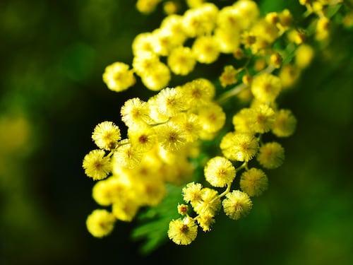 Mimosa: benefici, proprietà e curiosità del fiore delle donne