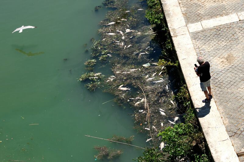 La moria di pesci nelle acque del Tevere 7