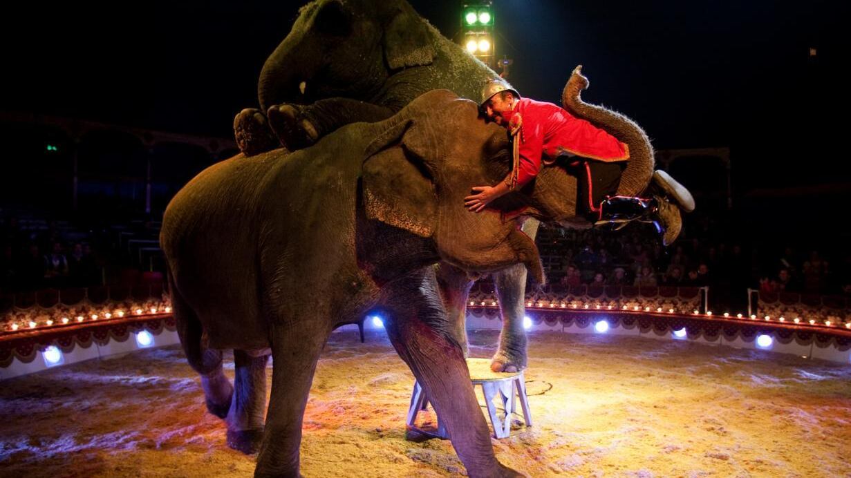 Domatori e clown: Genova diventa la capitale del circo