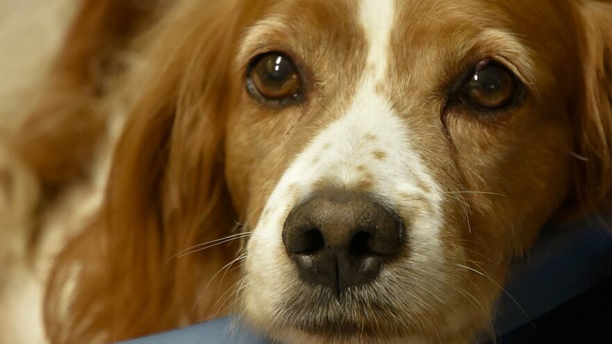 Addio all'inarrivabile Chaser il cane più colto del mondo