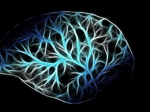 "Chi contrae la leishmaniosi non si ammala di Alzheimer"