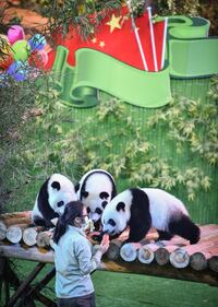 Il parco di Chimelong mette in mostra i panda 12