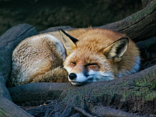 I nuovi vicini di casa: la fauna selvatica che ha riconquistato le nostre città