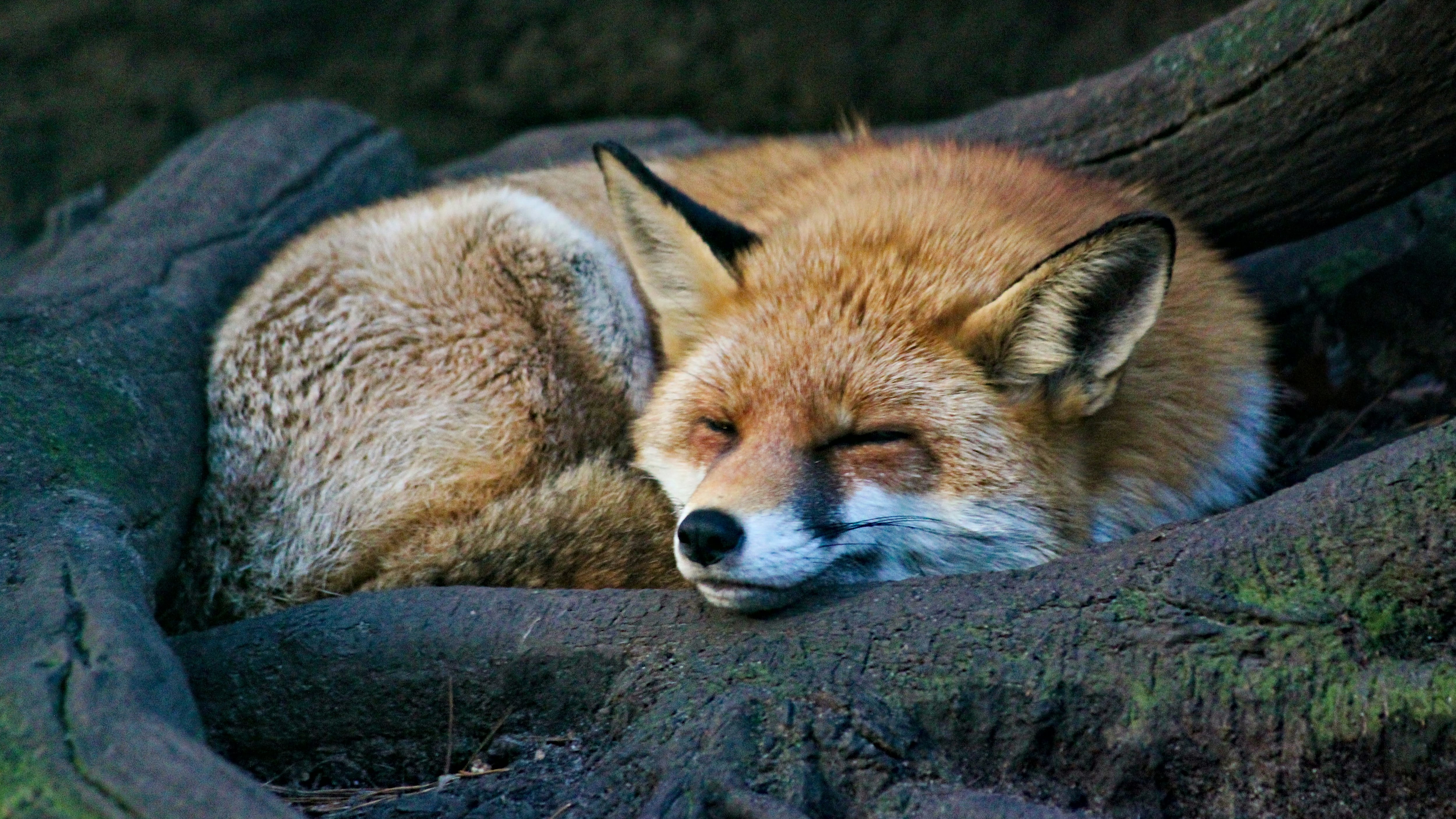 I nuovi vicini di casa: la fauna selvatica che ha riconquistato le nostre città