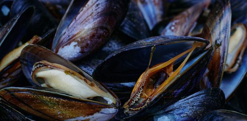 Cozze