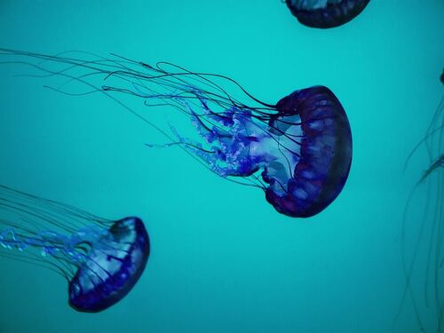 Meduse: cosa fare se si viene punti. E cosa assolutamente evitare