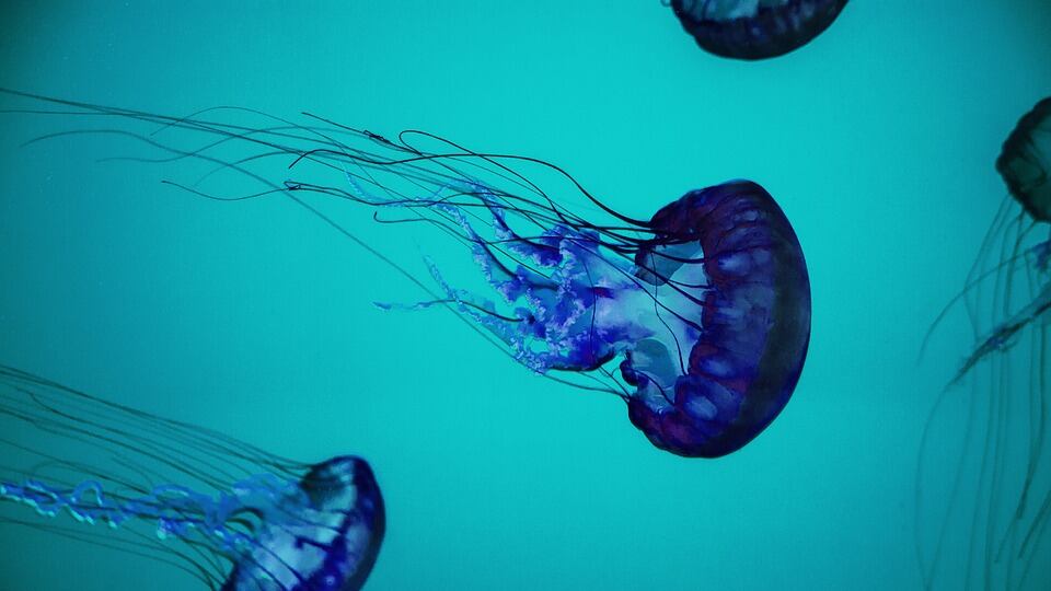 Meduse: cosa fare se si viene punti. E cosa assolutamente evitare