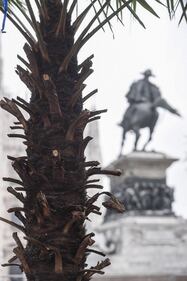Piazza Duomo, incendiata una delle palme  3