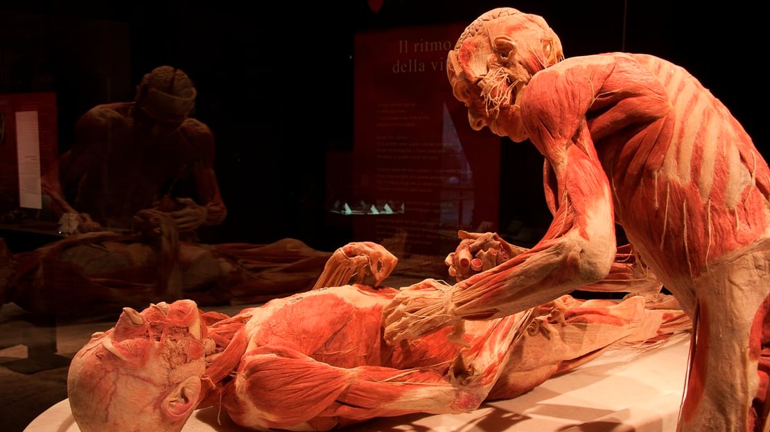 Così Gunther von Hagens svela il vero "volto" del corpo umano