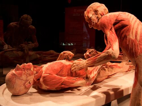 Così Gunther von Hagens svela il vero "volto" del corpo umano