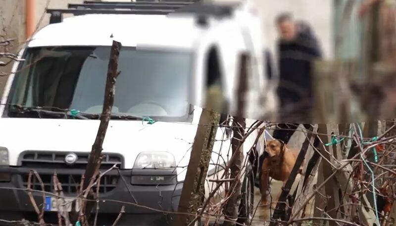 Il cane dell'aggressione di Palmi, dal servizio di Mattino 4